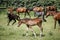 Foals and mares graze together on meadow summertime