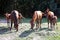 Foals and mares on horse ranch summertime