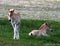 Foals in the pasture