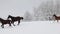 Foals are running on the snowy meadow