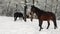 Foals are running on the snowy meadow