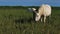 Foals. White Camargue horse, Camargue, France