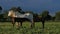 Foals. White Camargue horse, Camargue, France