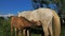 Foals. White Camargue horse, Camargue, France