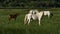 Foals. White Camargue horse, Camargue, France