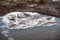 Foam and dead reeds in the water near Venta waterfall, Kuldiga, Latvia