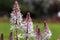 Foam flowers, Tiarella cordifolia