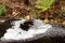 Foam forming on the water surface just downstream from the Lake Margaret dam spillway