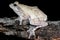 Foam nest frog on the bark of a tree