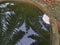 Foam nest of frog`s egg floating on the surface water.