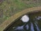 Foam nest of frog`s egg floating on the surface water.