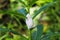 Foam produced by spittlebugs on a plant