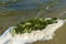 Foam and seaweed on seashore