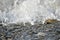 Foamed sea wave over flooded pebbles.