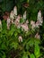 Foamflower or saxifragaceae in a garden.