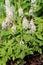 Foamflower (Tiarella) in Bloom