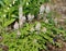 Foamflower (Tiarella) in Bloom