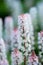 Foamflower tiarella cordifolia