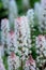 Foamflower tiarella cordifolia