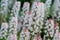 Foamflower tiarella cordifolia