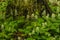 Foamflower, Tiarella Cordifolia, In Bloom Growing In The Adirondack Mountains Of New York State