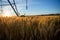 Focal ears of ripe wheat at sunset. Above is an irrigation system