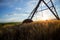 Focal ears of ripe wheat at sunset. Above is an irrigation system