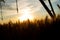 Focal ears of ripe wheat at sunset. Above the wheat is an irrigation system, and the wheat is ripe and ready for harvest