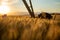 Focal ears of ripe wheat at sunset. Above the wheat is an irrigation system, and the wheat is ripe and ready for harvest