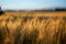 Focal ears of ripe wheat at sunset. The wheat is golden yellow in color and is ready for harvest