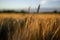 Focal ears of ripe wheat at sunset. The wheat is golden yellow in color and is ready for harvest