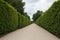 Focal point view of a straight pathway with hedges on each side