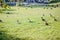 Fock of ducks walking on the grass