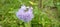 the focus of the beautiful purple bandotan flower that looks blurry behind it