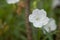 Focus the beautiful of White Ruellia simplex flower