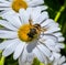 In the focus of a bee with brilliant transparent wings collects sweet nectar from the flower of chamomile