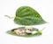 focus on betel leaf, with areca nut and Kapor Sireh isolate on white background