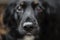 Focus on black beautiful nose. Closeup portrait of beautiful black spaniel dog. The big dog wants to find family and