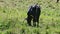 Focus in on black domestic cow milk eats fresh grass at summer green field