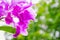 Focus and blurred of blooming pink and purple color Cattleya orchid