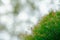 Focus and blurred photo of green and red color Honey Myrtle Melaleuca linariifolia â€˜Claret Topsâ€™ leaves with the background