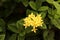 focus at cluster of yellow flower with green leaves,yellow ixora