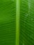 Focus on the dark green banana leaves in the garden. Close up of a large banana leaf with beautiful lines. Shoot a picture of a