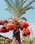 Focus on date palm tree in sunlight