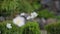 Focus and defocus on japanese anemones in garden