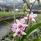 focus on the dendro antennatum orchid, a beautiful flower if you put it on the wall