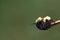 Focus on the face of a bee drying out on a tree branch after getting drenched in a sudden rain downpour