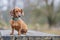 The focus is on the face of a short haired brown dachshund with a pensive downward gaze sitting on a wooden table