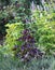 Focus on flowering purple shiso, Perilla furtescens var. crispa, Japanese herb