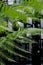 In focus in the foreground, green ferns in the garden at Cannon Bridge Roof Garden. In soft focus in the background, spiral stairs